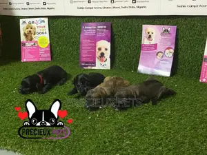 0-1 Month Male Purebred Poodle