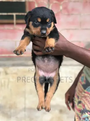 1-3 Months Male Purebred Rottweiler