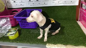 1+ Year Male Purebred Maltese