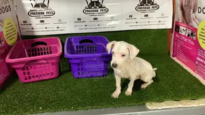 1+ Year Male Purebred Maltese