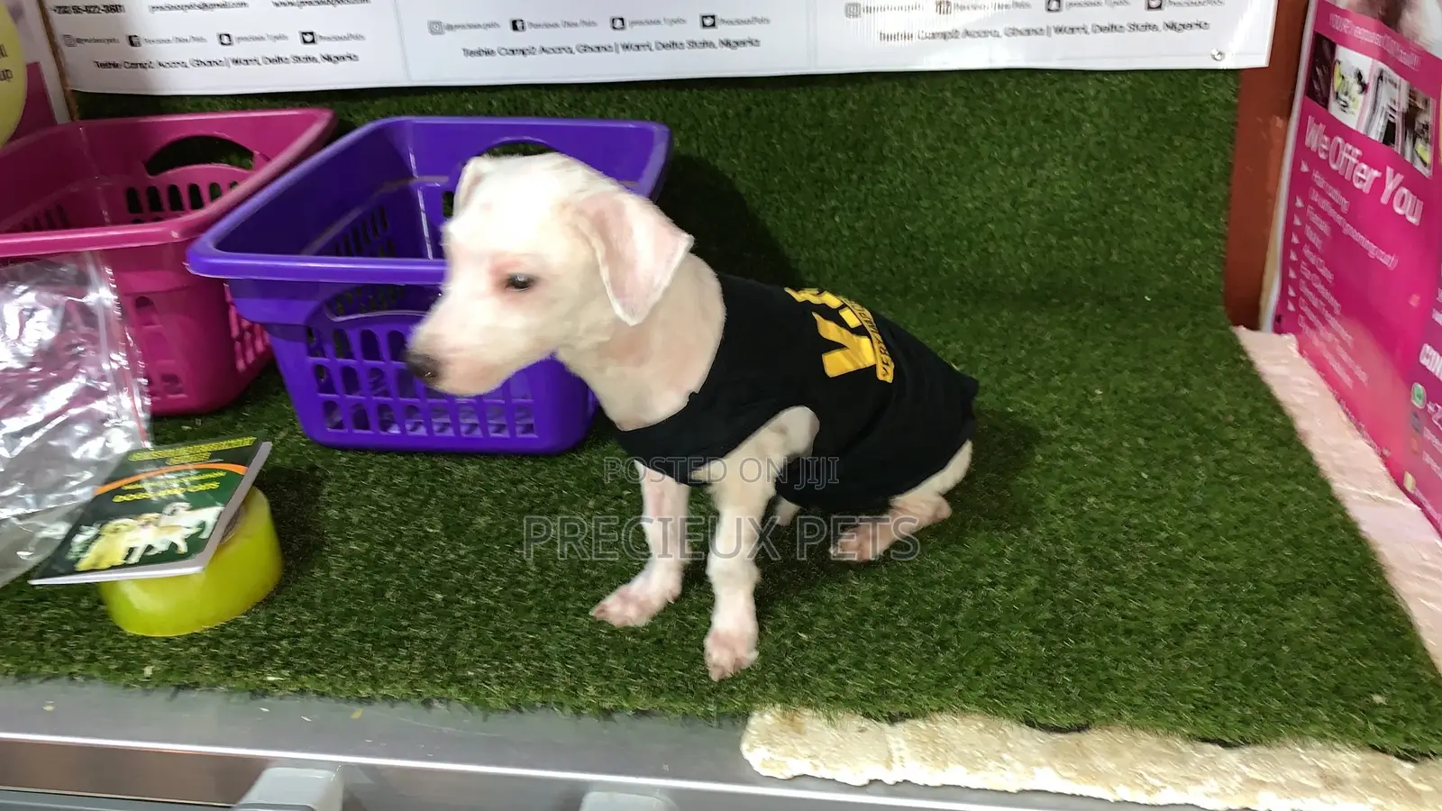 1+ Year Male Purebred Maltese