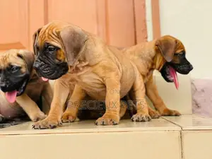 1-3 Months Female Purebred Boerboel