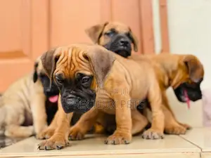 1-3 Months Female Purebred Boerboel