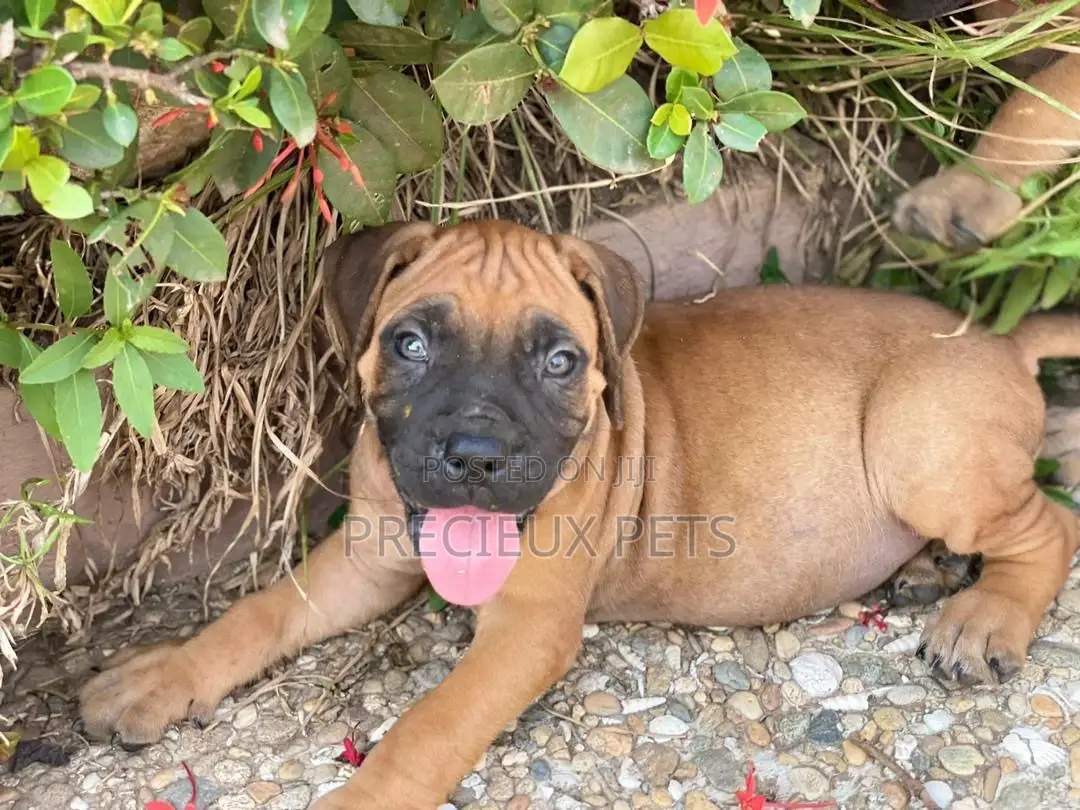 1-3 Months Female Purebred Boerboel