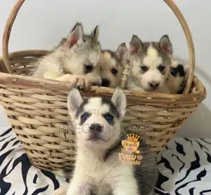 1-3 Months Male Purebred Siberian Husky