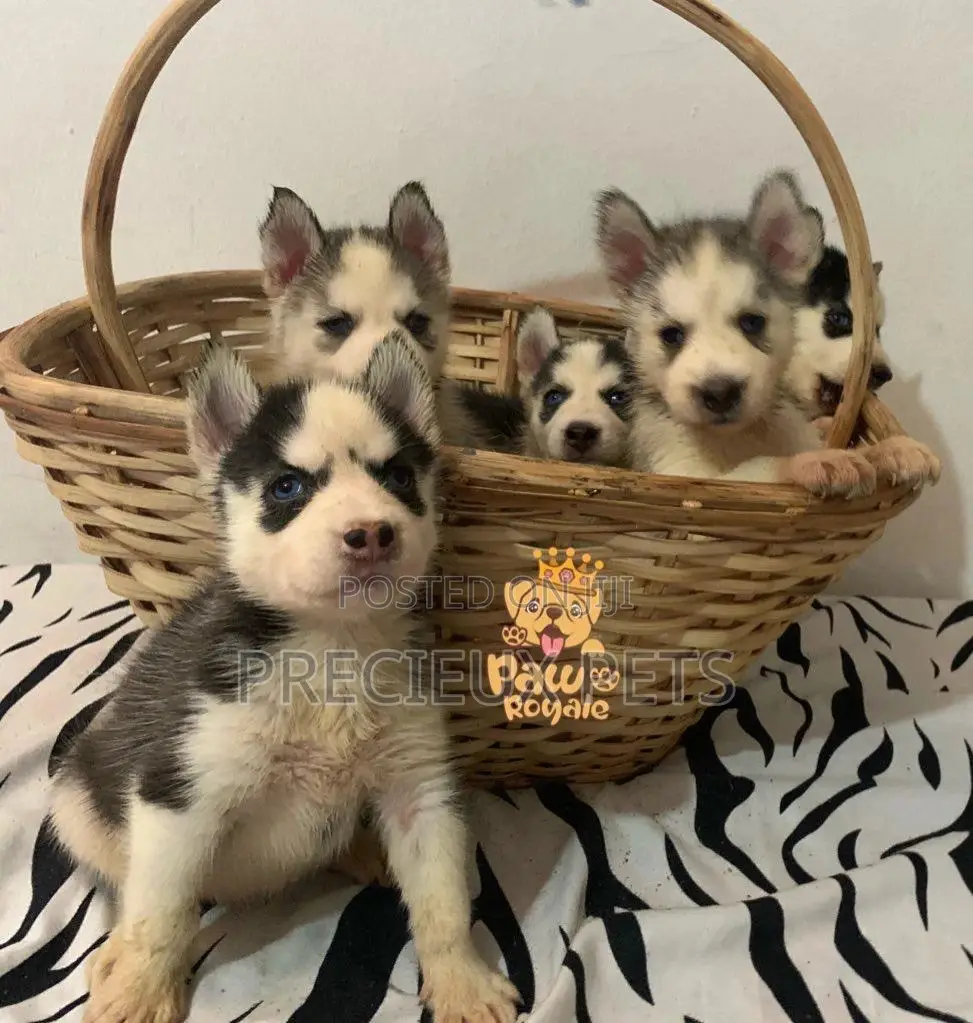 1-3 Months Male Purebred Siberian Husky