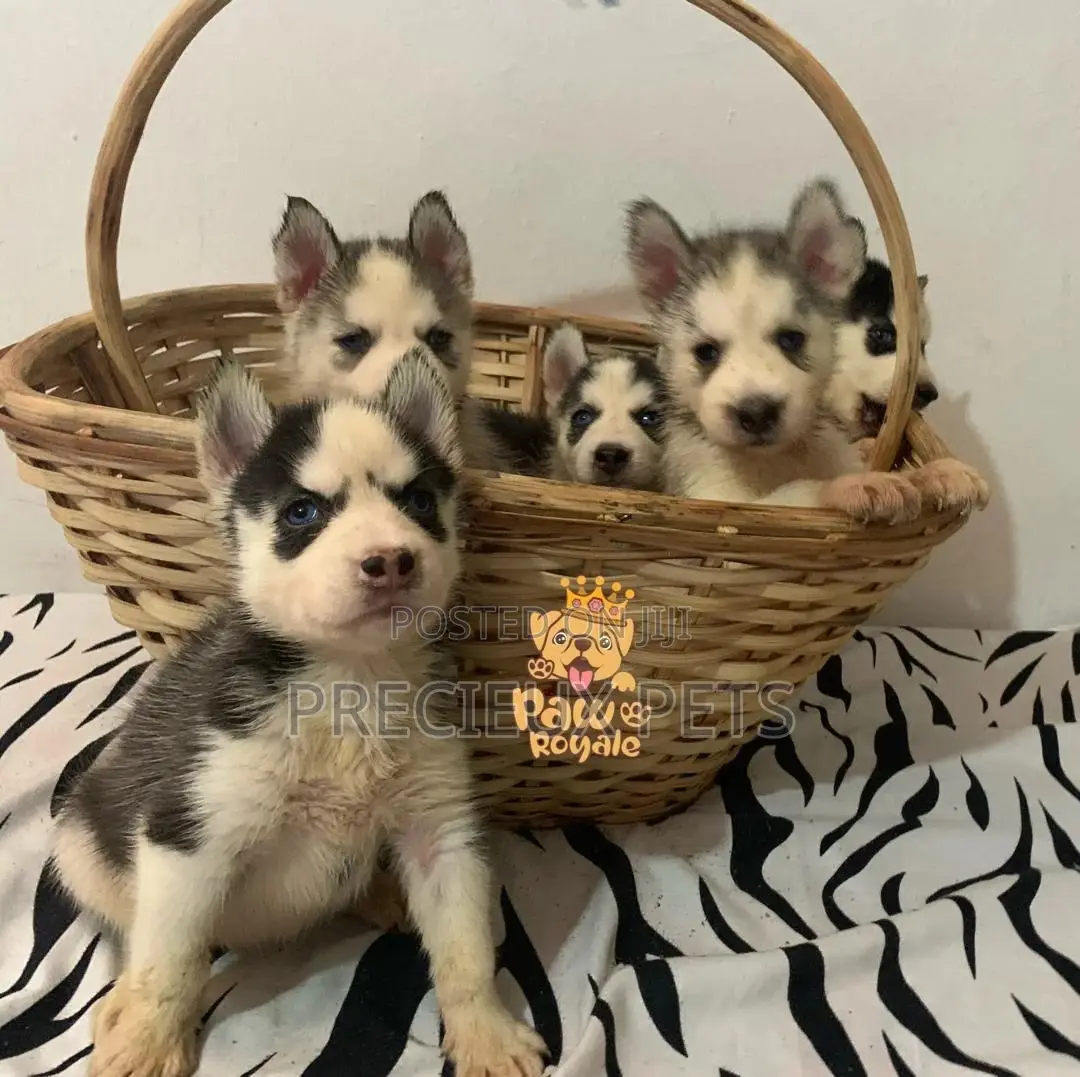 1-3 Months Male Purebred Siberian Husky