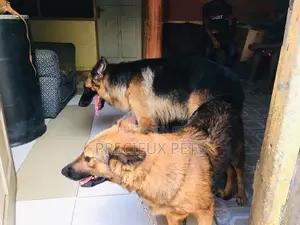 Alpha Male GSD Available for Stud Services