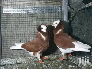 Old Dutch Capuchine Pigeons