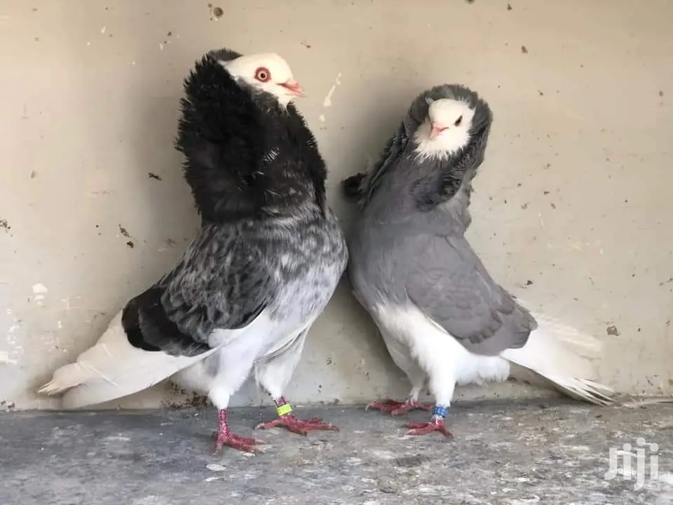 Old Dutch Capuchine Pigeons