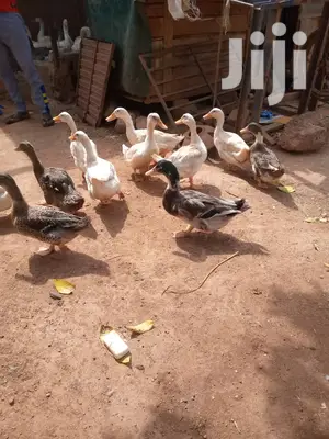 Matured Foreign Ruien Ducks for Sale