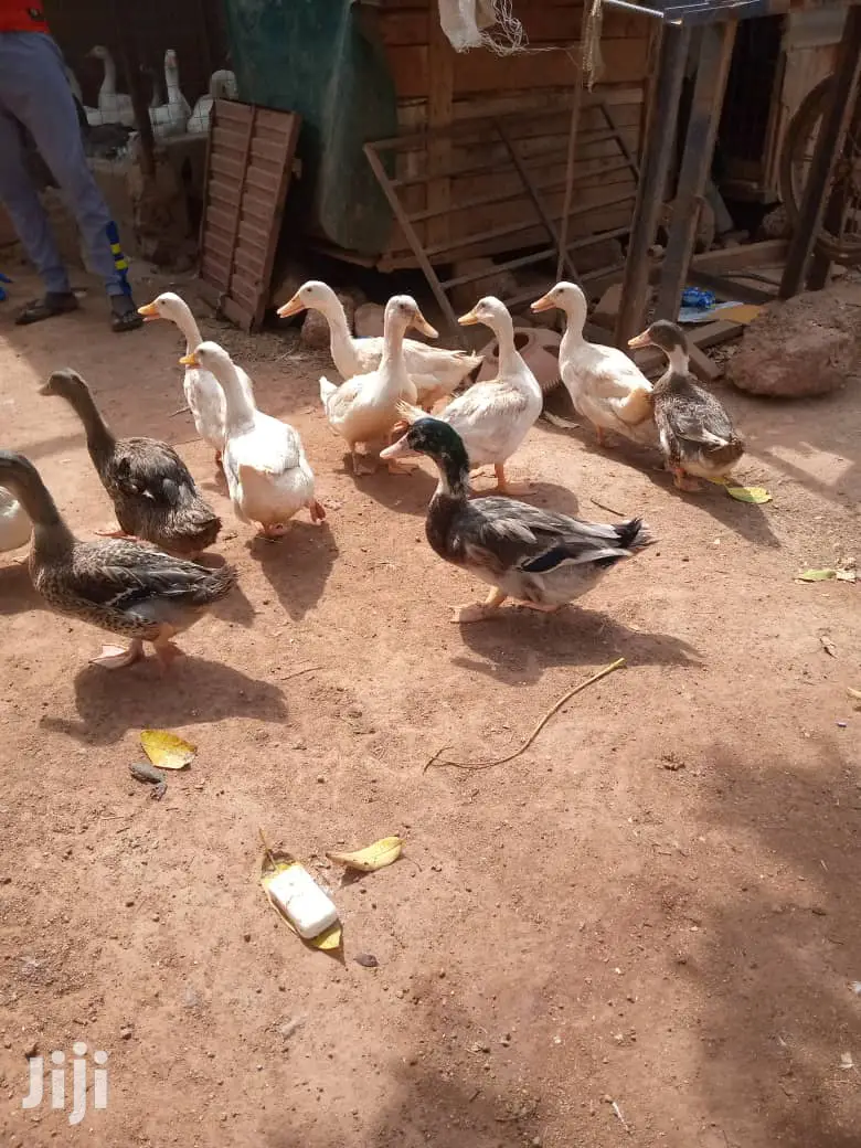 Matured Foreign Ruien Ducks for Sale