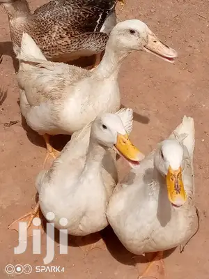 Matured Foreign Ruien Ducks for Sale