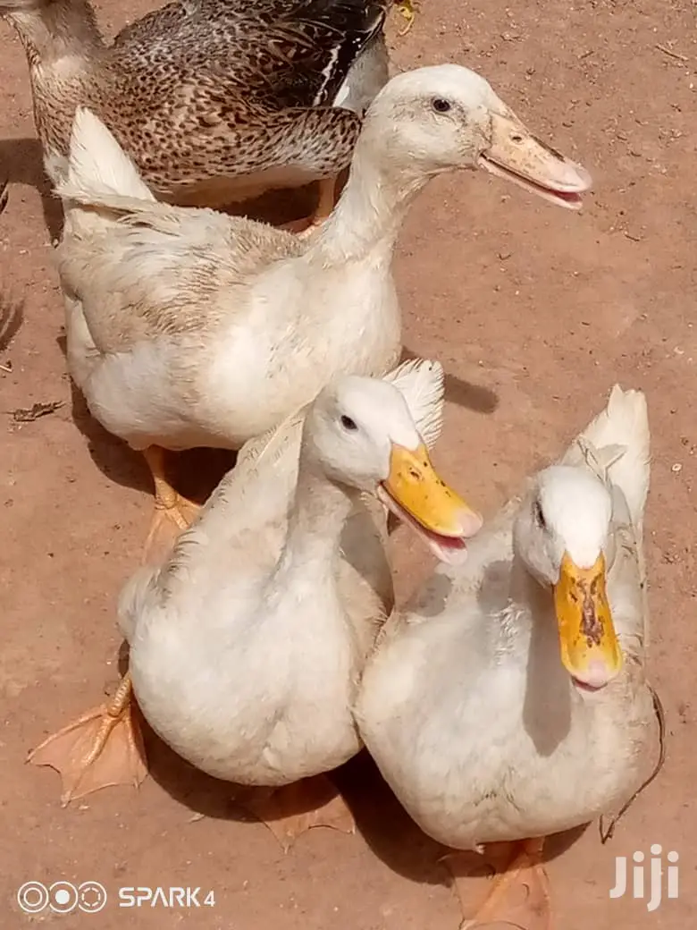 Matured Foreign Ruien Ducks for Sale