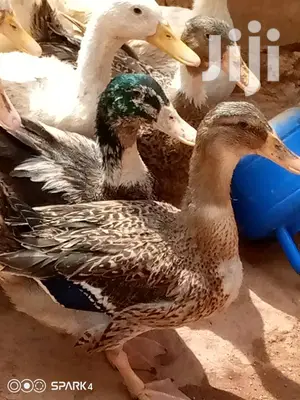 Matured Foreign Ruien Ducks for Sale