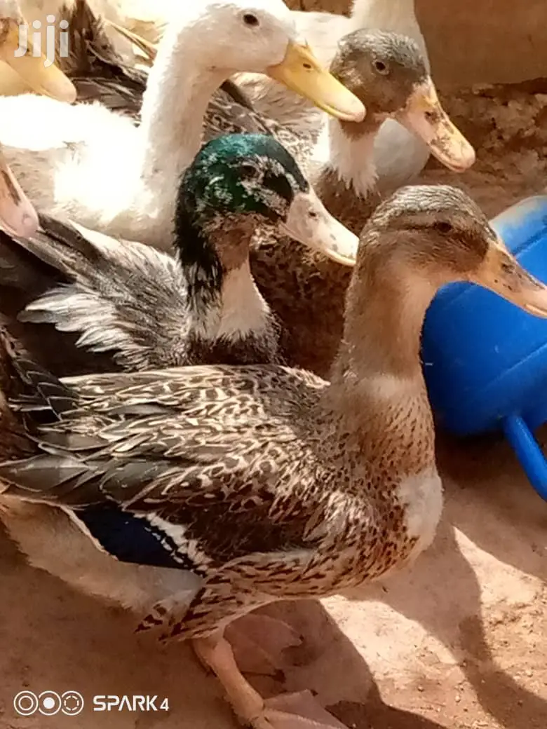 Matured Foreign Ruien Ducks for Sale