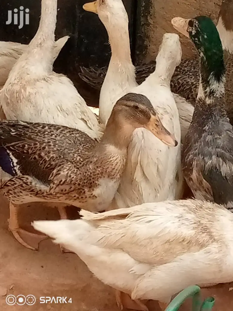 Matured Foreign Ruien Ducks for Sale