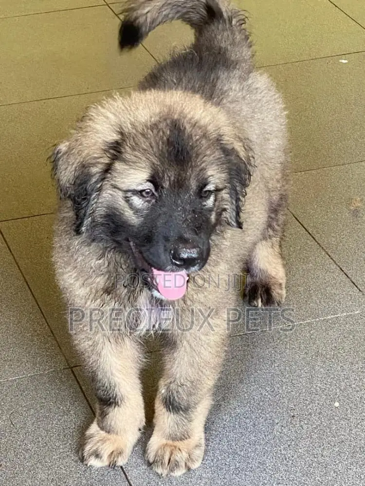 1-3 Months Male Purebred Caucasian Shepherd