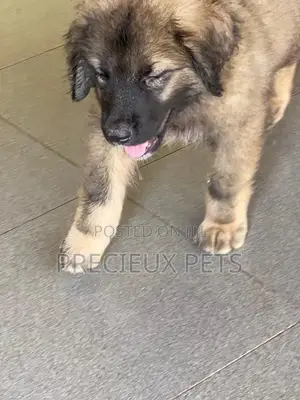 1-3 Months Male Purebred Caucasian Shepherd