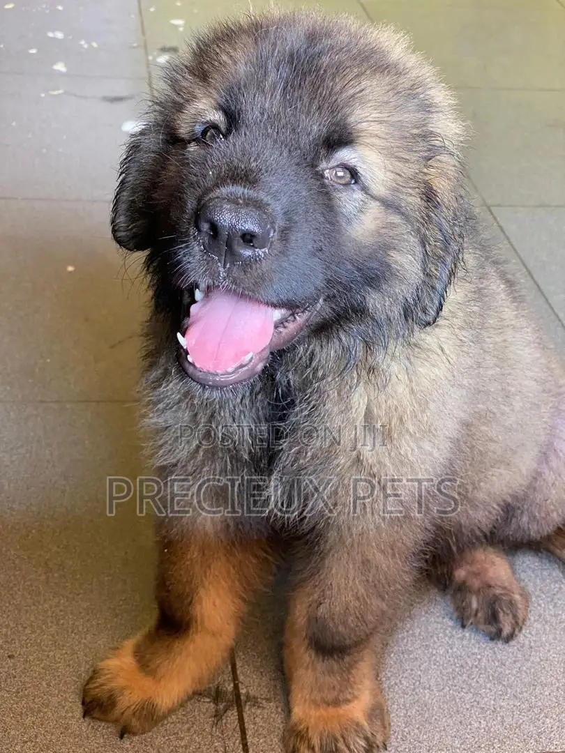 1-3 Months Male Purebred Caucasian Shepherd