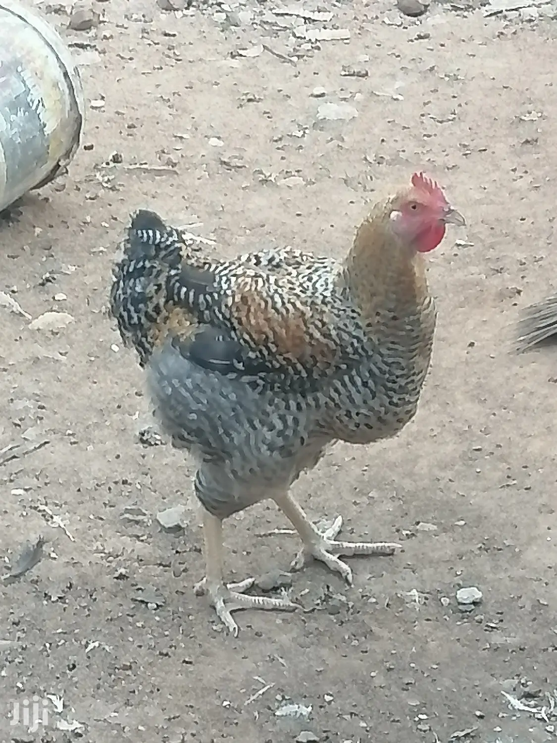 Dayold Holland Blue and Plymouth for Sale