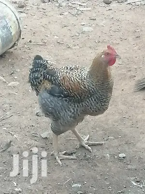 Dayold Holland Blue and Plymouth for Sale