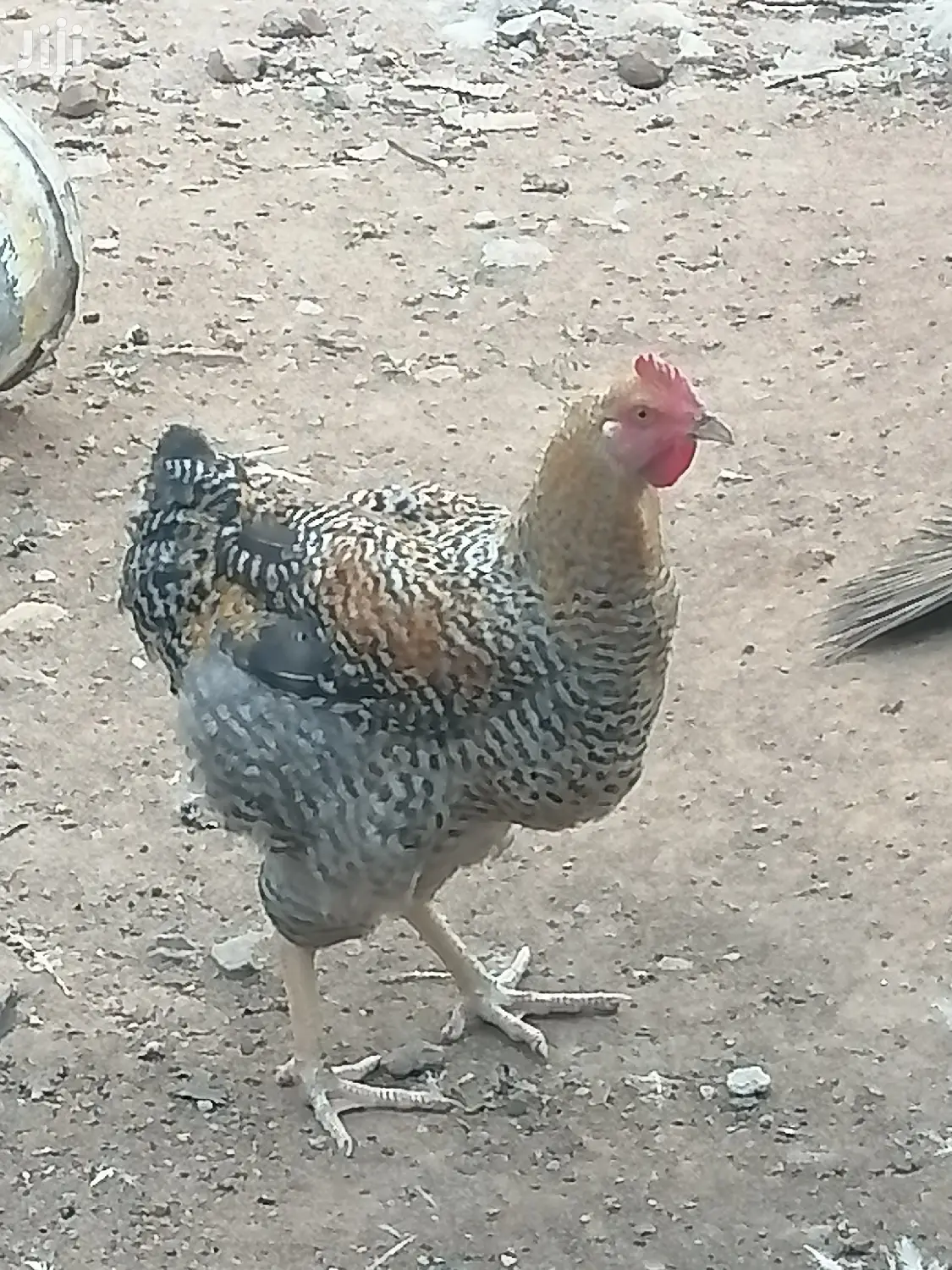 Dayold Holland Blue and Plymouth for Sale