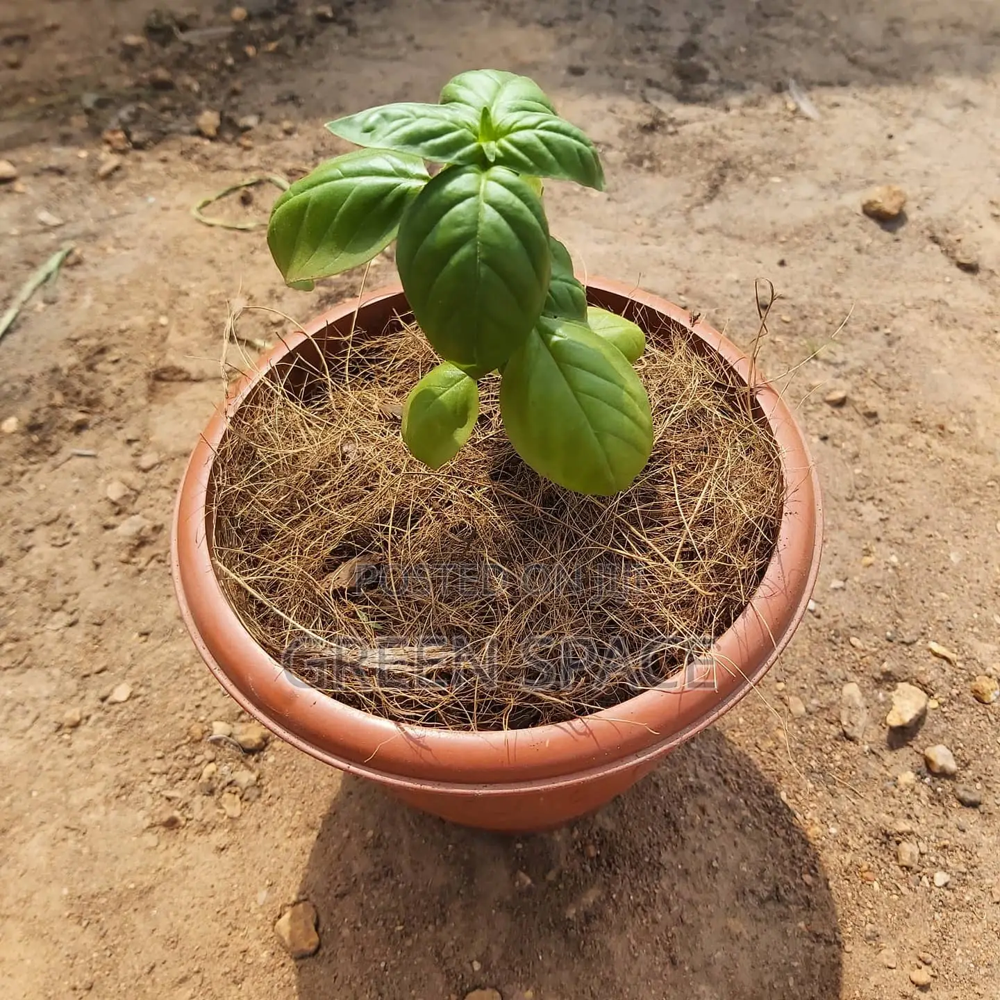Potted Vegetable