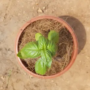 Potted Vegetable