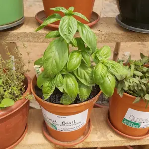 Potted Vegetable