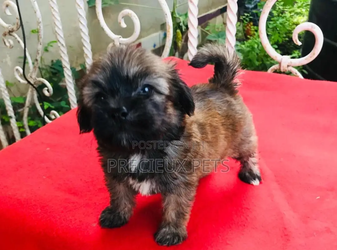 3-6 Month Male Purebred Poodle