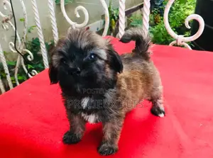 3-6 Month Male Purebred Poodle