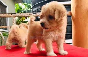 3-6 Month Male Purebred Poodle