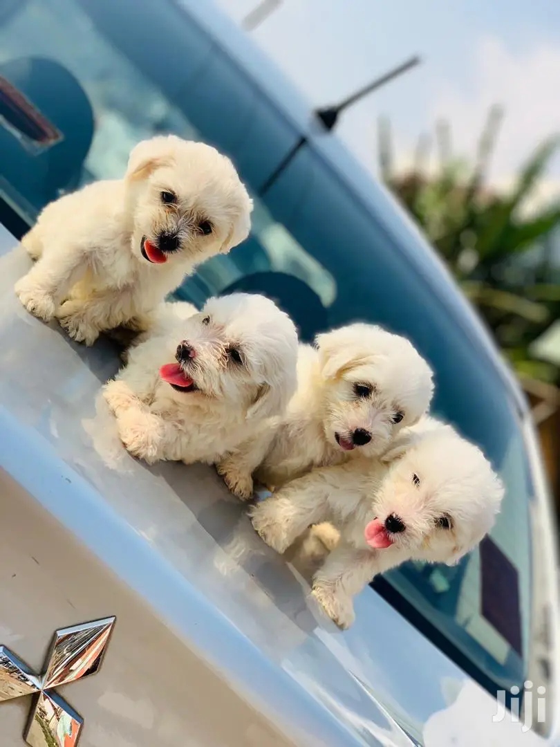 1-3 Month Female Purebred Maltese