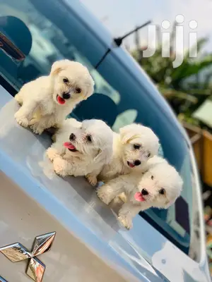 1-3 Month Female Purebred Maltese
