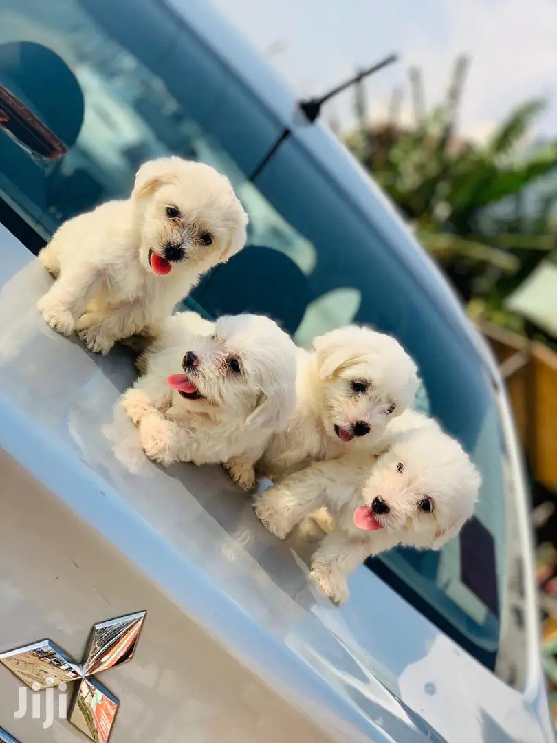1-3 Month Female Purebred Maltese