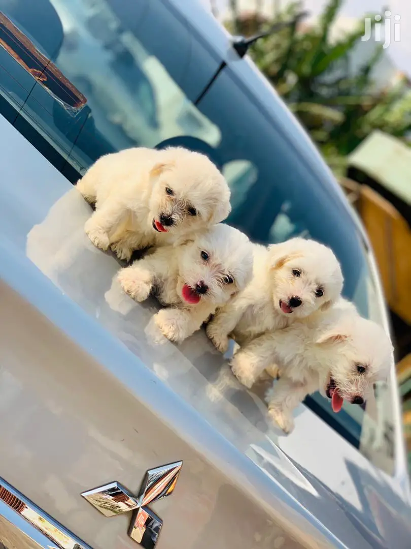 1-3 Month Female Purebred Maltese
