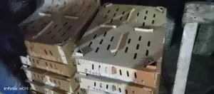 Layer Day Old Chicks