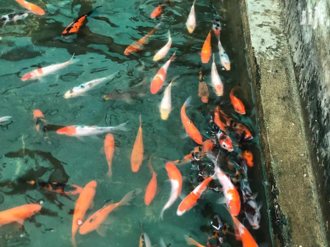 Kois Carps