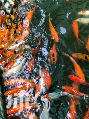 Kois Carps