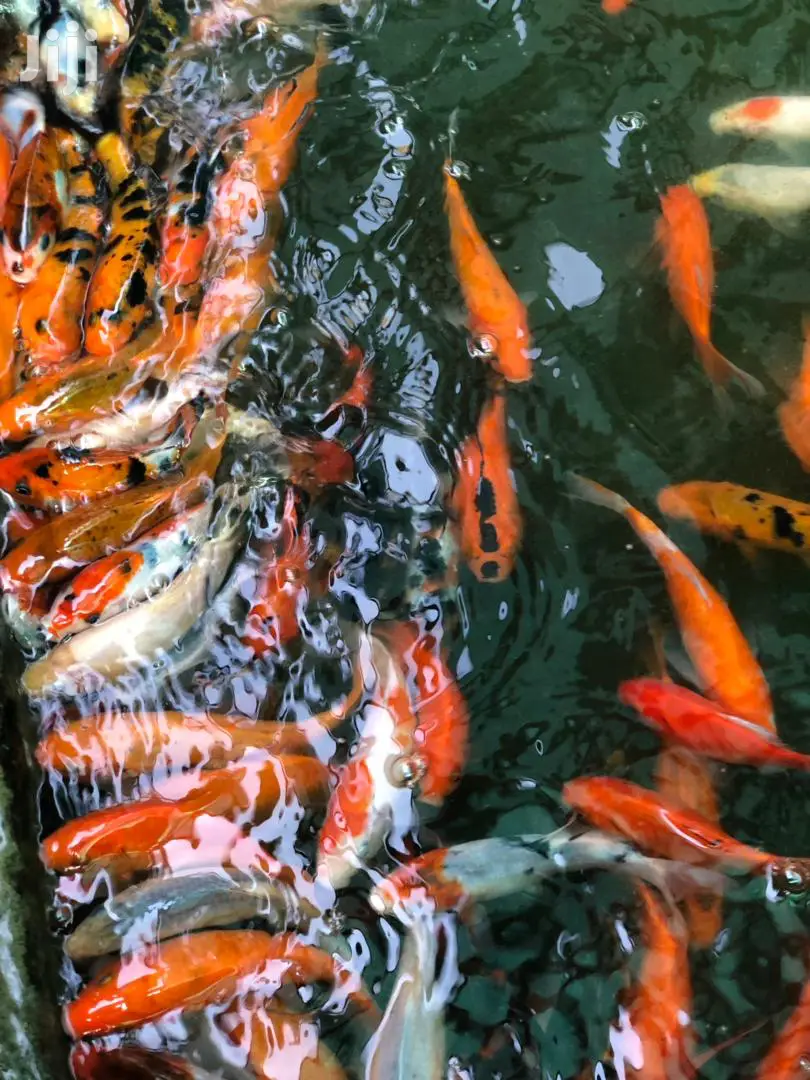Kois Carps