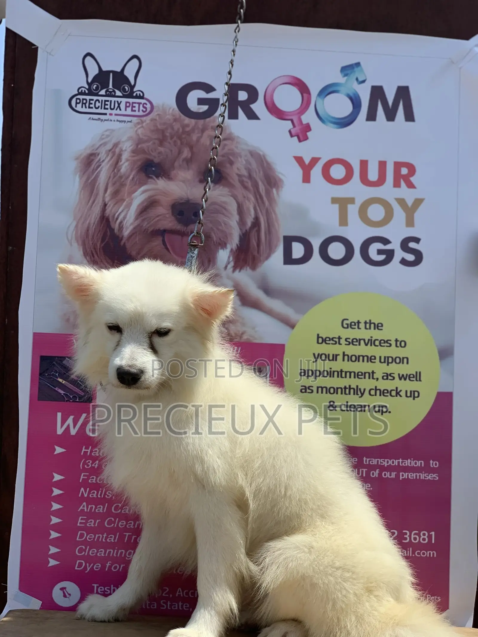 Adult Male Purebred American Eskimo