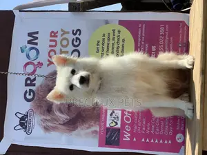 Adult Male Purebred American Eskimo