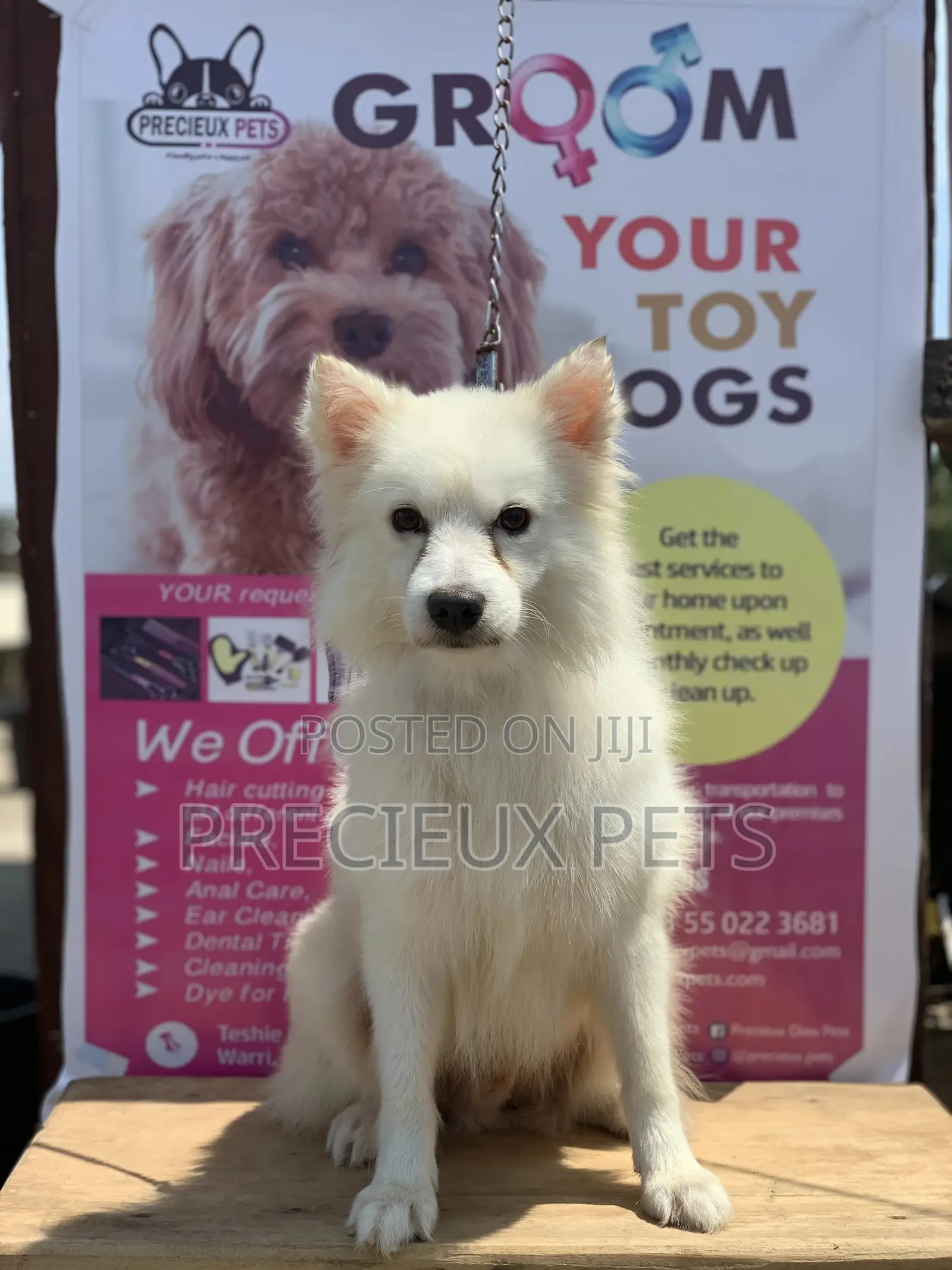 Adult Male Purebred American Eskimo