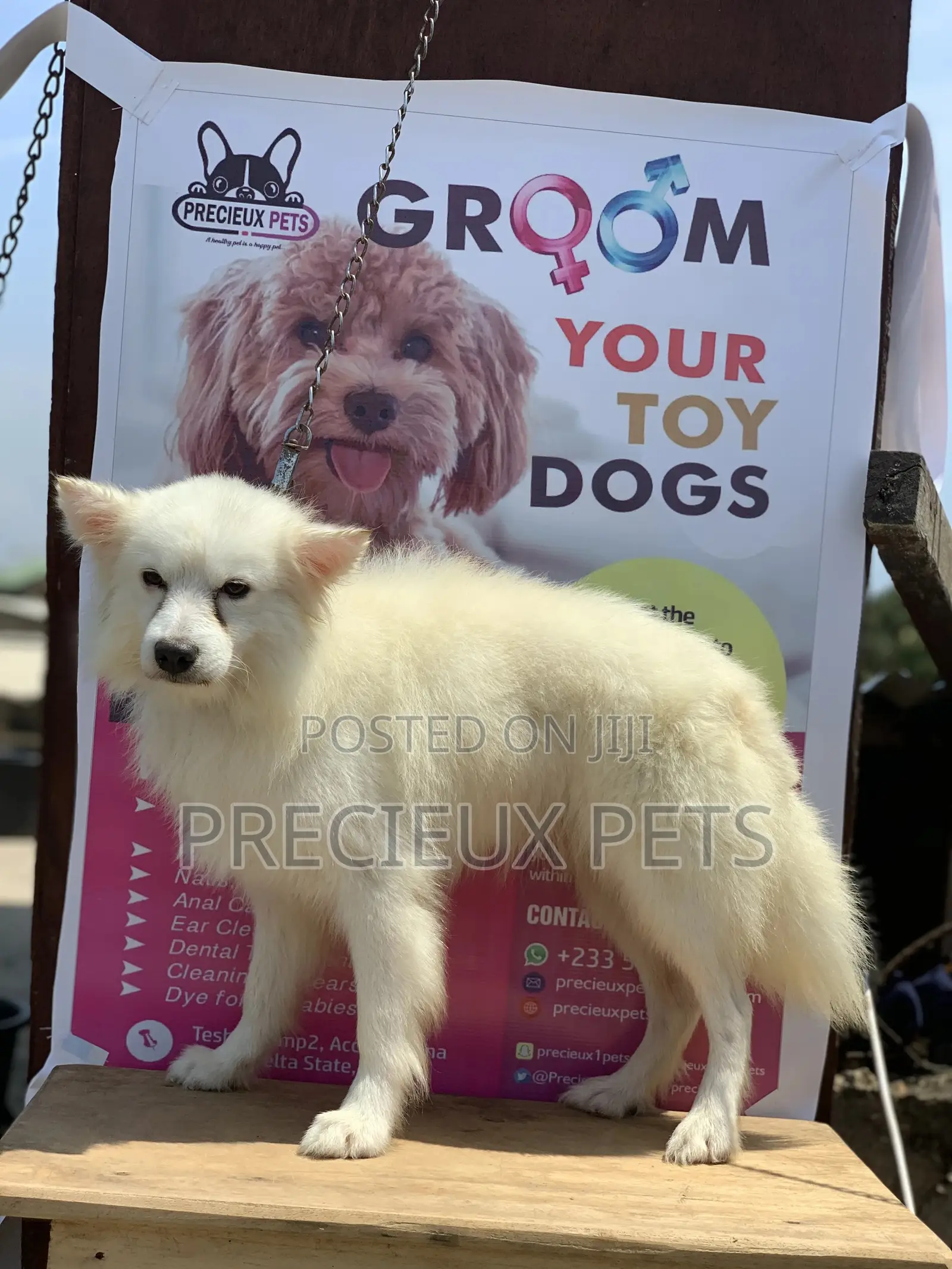Adult Male Purebred American Eskimo