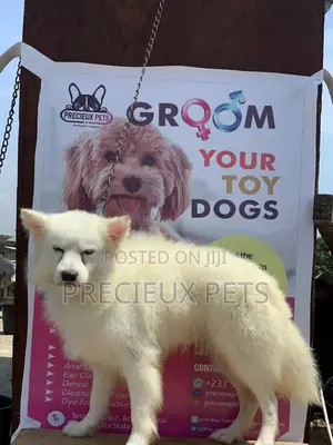Adult Male Purebred American Eskimo
