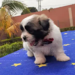 1-3 Month Male Purebred Lhasa Apso