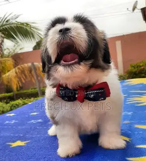 1-3 Month Male Purebred Lhasa Apso