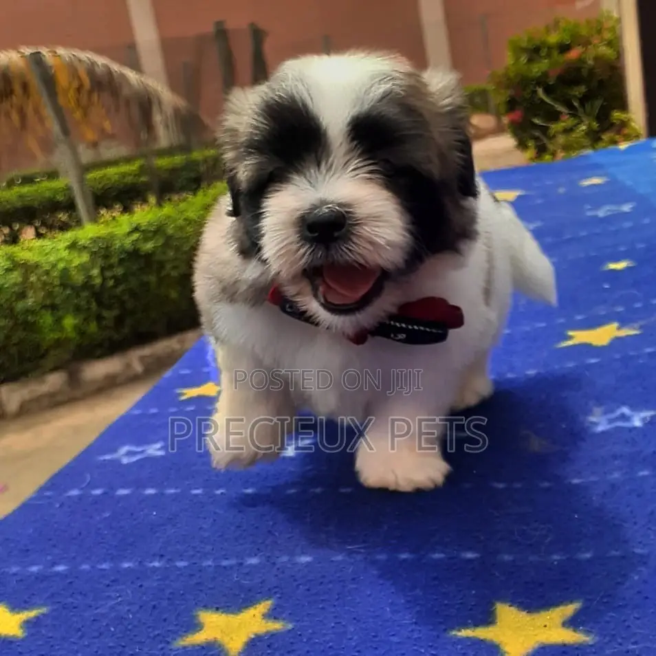 1-3 Month Male Purebred Lhasa Apso