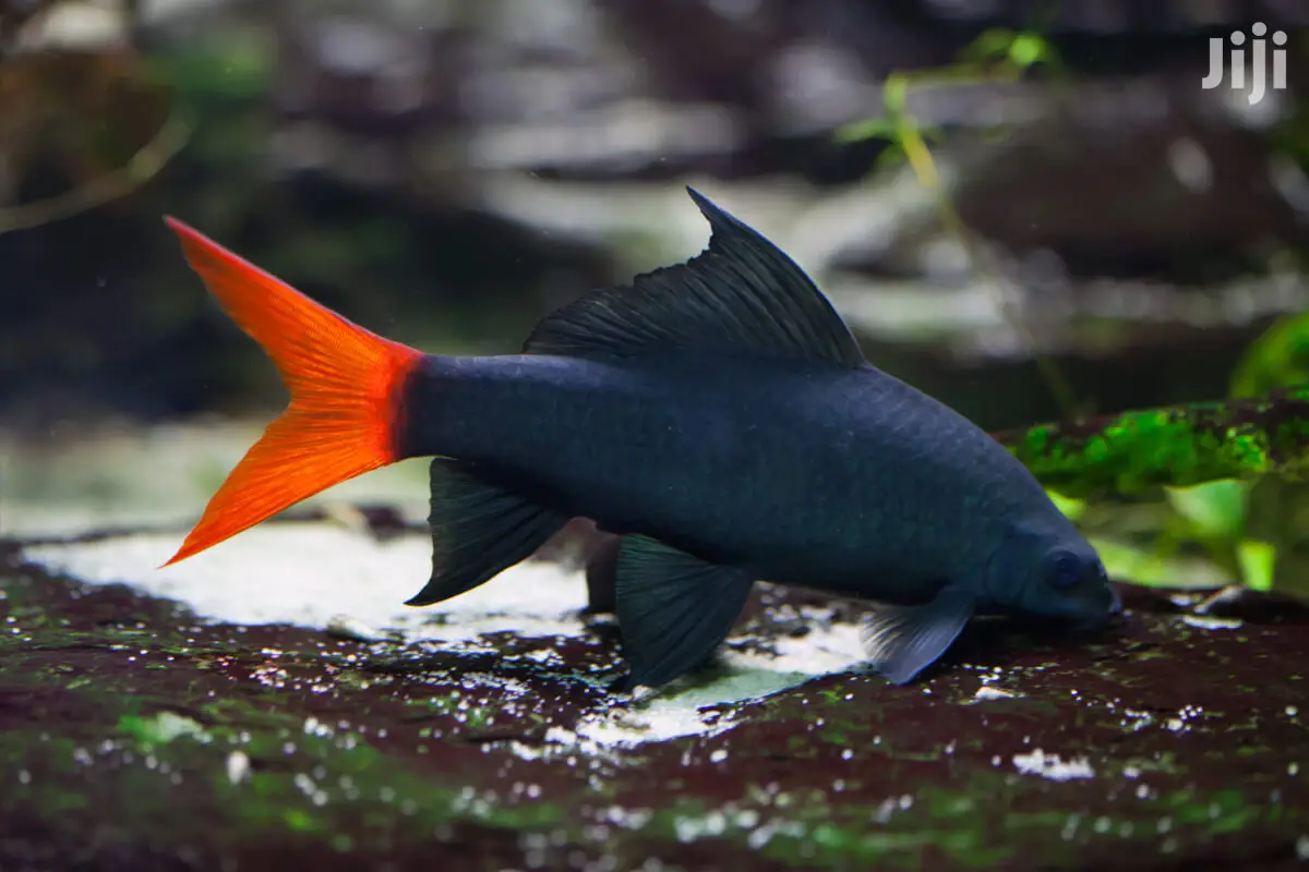 Red Tail Shark